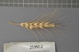 Click for 1 image(s) for this accession. Spike